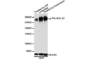 Western blot analysis of extracts of 293T cells, using Phospho-POLR2A-S2 antibody.