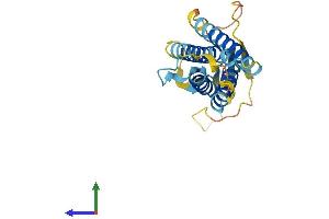AlphaFold protein structure predicition of Mouse Recombinant Cacng1 Protein, UniprotID O70578
