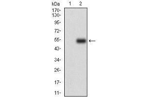 Western blot analysis using CSF1R mAb against HEK293 (1) and CSF1R (AA: 344-497)-hIgGFc transfected HEK293 (2) cell lysate. (CSF1R anticorps  (AA 344-497))