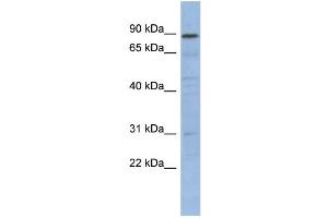 WB Suggested Anti-NFKBIL1 Antibody Titration:  0. (NFKBIL1 anticorps  (N-Term))