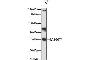 Western blot analysis of extracts of Jurkat cells, using RABGGTA antibody (ABIN7269783) at 1:1000 dilution. (RABGGTA anticorps  (AA 240-360))