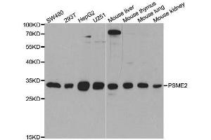Western blot analysis of extracts of various cell lines, using PSME2 antibody.