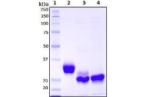 Deglycosylation of purified recombinant proteins.