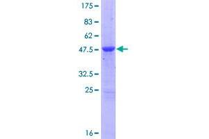 Image no. 1 for MOB Kinase Activator 1B (MOB1B) (AA 1-216) protein (GST tag) (ABIN1311117)
