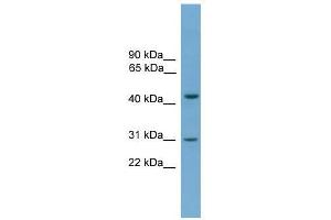 APOL5 antibody used at 0. (Apolipoprotein L 5 anticorps  (C-Term))
