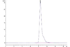 The purity of Cynomolgus CD10 is greater than 95 % as determined by SEC-HPLC.