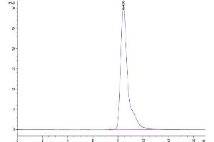The purity of Cynomolgus CD10 is greater than 95 % as determined by SEC-HPLC. (MME Protein (AA 53-750) (His tag))