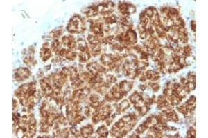 IHC testing of FFPE human pancreas tissue with MAML2 antibody (clone MAML2/1302).