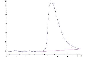 The purity of Human PGF is greater than 95 % as determined by SEC-HPLC. (PLGF Protein (AA 19-221) (Fc Tag))