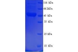 SDS-PAGE (SDS) image for Fused in Sarcoma (FUS) (AA 137-574) protein (His tag) (ABIN5714278)