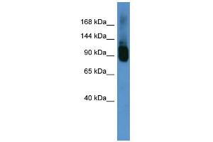 WB Suggested Anti-Abcf1 Antibody Titration:  0. (ABCF1 anticorps  (C-Term))