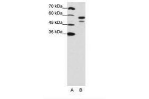 Image no. 1 for anti-U2 Small Nuclear RNA Auxiliary Factor 2 (U2AF59) (N-Term) antibody (ABIN203168) (U2AF2 anticorps  (N-Term))