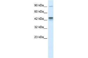 WB Suggested Anti-KIF3A Antibody Titration:  0. (KIF3A anticorps  (C-Term))