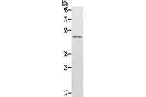 Western Blotting (WB) image for anti-Jumonji Domain Containing 5 (JMJD5) antibody (ABIN2423683) (JMJD5 anticorps)