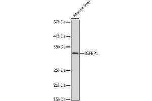 Western blot analysis of extracts of Mouse liver, using IGFBP1 antibody (ABIN7267906) at 1:500 dilution. (IGFBPI anticorps)