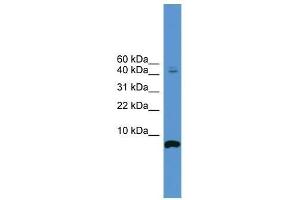 CORT antibody used at 0.