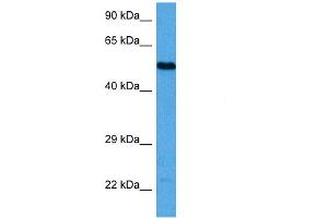 Host:  Mouse  Target Name:  TFAP2A  Sample Tissue:  Mouse Brain  Antibody Dilution:  1ug/ml (TFAP2A anticorps  (N-Term))