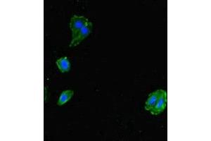 Immunofluorescent analysis of HepG2 cells using ABIN7143724 at dilution of 1:100 and Alexa Fluor 488-congugated AffiniPure Goat Anti-Rabbit IgG(H+L) (Allergin-1 anticorps  (AA 249-343))