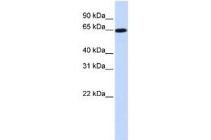 WB Suggested Anti-SLC43A1 Antibody Titration:  0. (SLC43A1 anticorps  (Middle Region))
