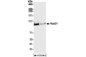 Western Blotting (WB) image for anti-RAD21 Homolog (RAD21) (C-Term) antibody (ABIN7795620)