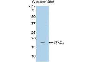 Western Blotting (WB) image for anti-Urocortin 3 (UCN3) (AA 22-161) antibody (ABIN1078642) (UCN3 anticorps  (AA 22-161))