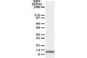 Image no. 1 for anti-Phorbol-12-Myristate-13-Acetate-Induced Protein 1 (PMAIP1) antibody (ABIN208123)