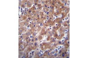I23O2 Antibody (C-term) (ABIN656340 and ABIN2845640) immunohistochemistry analysis in formalin fixed and paraffin embedded human liver tissue followed by peroxidase conjugation of the secondary antibody and DAB staining. (IDO2 anticorps  (C-Term))
