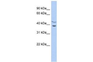 C11ORF77 antibody used at 1 ug/ml to detect target protein. (HARBI1 anticorps  (Middle Region))