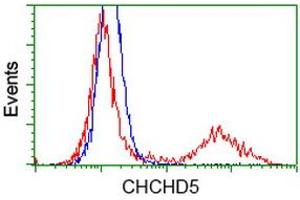 Image no. 1 for anti-Coiled-Coil-Helix-Coiled-Coil-Helix Domain Containing 5 (CHCHD5) antibody (ABIN1497490) (CHCHD5 anticorps)