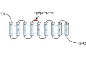 anti-NIPA-Like Domain Containing 4 (NIPAL4) (2nd Extracellular Loop), (AA 242-256) antibody