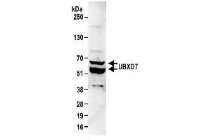Western Blotting (WB) image for anti-UBX Domain Protein 7 (UBXN7) (AA 439-489) antibody (ABIN7450871) (UBXN7 anticorps  (AA 439-489))