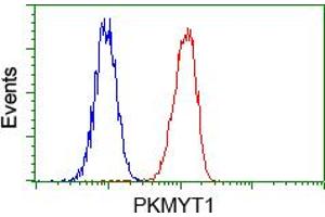 Flow cytometric analysis of Hela cells, using anti-PKMYT1 antibody (ABIN2453481), (Red) compared to a nonspecific negative control antibody (TA50011) (Blue). (PKMYT1 anticorps)