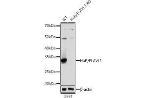 Western blot analysis of extracts from wild type (WT) and HuR/EL knockout (KO) 293T cells, using HuR/EL antibody (ABIN7266913) at 1:1000 dilution. (ELAVL1 anticorps)