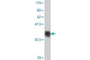 Western Blot detection against Immunogen (38.
