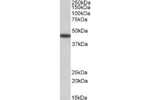 ABIN2564400 (0. (PBX1 anticorps  (Internal Region))