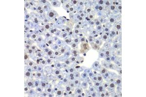 Immunohistochemistry of paraffin-embedded mouse liver using CEBPG antibody. (CEBPG anticorps  (AA 1-150))