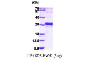 SDS-PAGE (SDS) image for GrpE-Like 1, Mitochondrial (GRPEL1) (AA 28-217) protein (His tag) (ABIN667235)