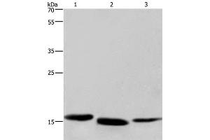 Western Blot analysis of Human kidney cancer, Mouse liver and Human bladder carcinoma tissue using Cytochrome b5 Polyclonal Antibody at dilution of 1:300 (Cytochrome b5 (CYTB5) anticorps)