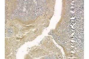 ABIN6258102 and ABIN6273682 at 1/100 staining human normal tonsil tissue by IHC-P. (Keratin 36 anticorps  (Internal Region))