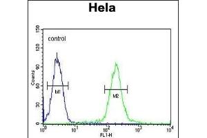 GALNT4 Antibody (N-term) (ABIN654149 and ABIN2844019) flow cytometric analysis of Hela cells (right histogram) compared to a negative control cell (left histogram). (GALNT4 anticorps  (N-Term))