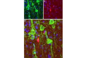 Expression of DRD1 in rat cortex - Immunohistochemical staining of perfusion-fixed frozen brain sections with Anti-D1 Dopamine Receptor Antibody (ABIN7043105, ABIN7044227 and ABIN7044228), (1:100), (green). (Dopamine Receptor d1 anticorps  (C-Term, Intracellular))