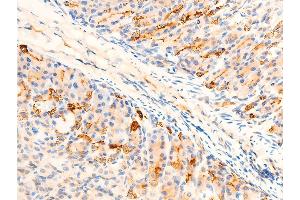 ABIN6267218 at 1/100 staining mouse gastric tissue sections by IHC-P.