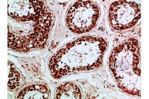 Immunohistochemical analysis of paraffin-embedded human-testis, antibody was diluted at 1:200 (Enkephalin anticorps  (AA 51-100))