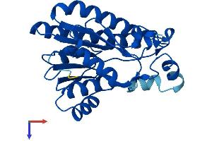 AlphaFold protein structure predicition of Human Recombinant DCXR Protein, UniprotID Q7Z4W1