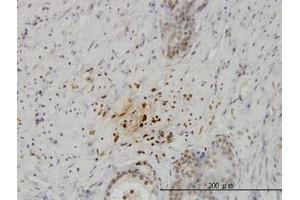 Image no. 1 for anti-Kisspeptin (KISS1) (AA 46-146) antibody (ABIN598771) (KISS1 anticorps  (AA 46-146))