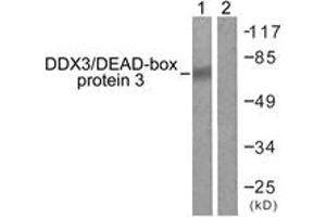 Western blot analysis of extracts from HepG2 cells, using DDX3/DEAD-box Protein 3 (Ab-322) Antibody. (DDX3 anticorps  (AA 466-515))