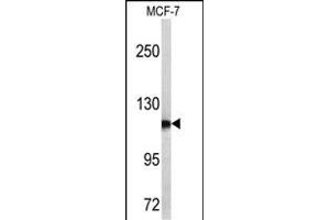 Western blot analysis of PSA antibody (C-term) (ABIN390478 and ABIN2840843) in MCF-7 cell line lysates (35 μg/lane). (Prostate Specific Antigen anticorps  (C-Term))