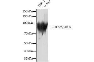 Western blot analysis of extracts of various cell lines, using CD172a/SIRPα Rabbit mAb (ABIN7270316) at 1:1000 dilution. (SIRPA anticorps)