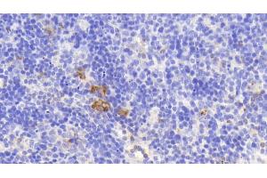 Detection of PR3 in Mouse Spleen Tissue using Polyclonal Antibody to Proteinase 3 (PR3) (PRTN3 anticorps  (AA 24-249))