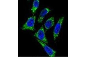 Confocal immunofluorescent analysis of Midkine Antibody (C-term) Cat. (Midkine anticorps  (C-Term))